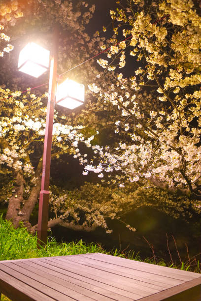istock Cherry blossoms at night along the Gojo River lit by street lights. 2152003298