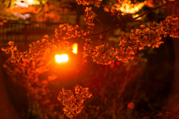 In spring, the cherry blossom trees along the Gojo River in Iwakura City bloom in full glory, and are lit up at night.