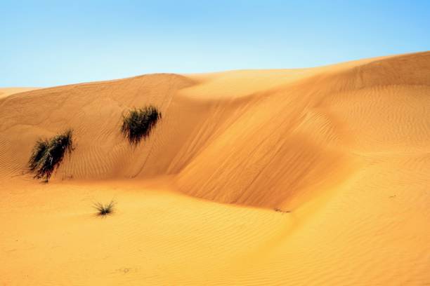 istock Wahiba desert in Oman 2152003671