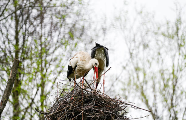 Ciconia ciconia Storks colony in a protected area at Los Barruecos Natural Monument, Malpartida de Caceres, Extremadura in Spain.