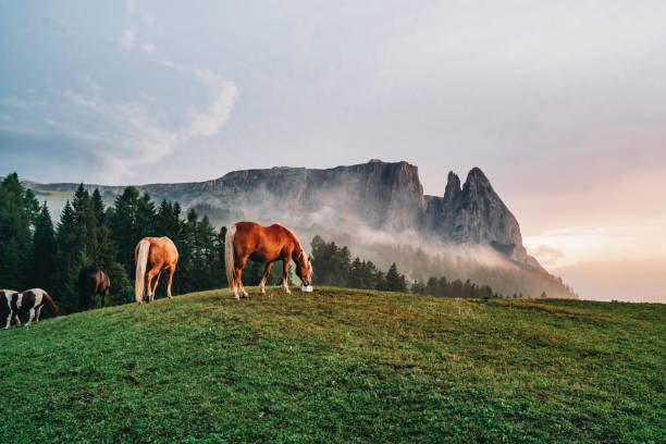 Grazing horses in Seiser Alm at sunset. Sciliar mountain in the background.