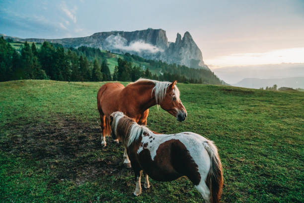 istock Grazing horses in Seiser Alm at sunset 2152004301
