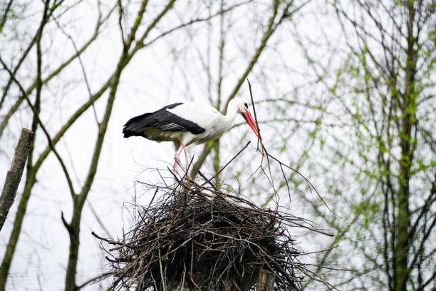 Portrait of a stork building its nest.