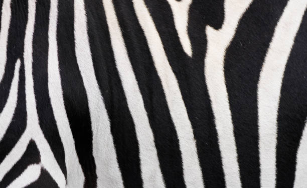 istock Zebra fur close-up. Black and white striped animal background. 2152004425