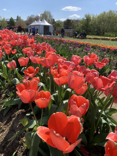 istock Field of red tulips with bloomed flowers 2152004489