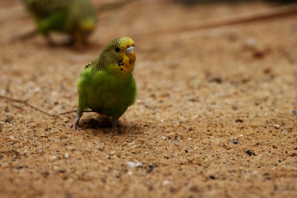 Close up Portrait of Cute Australian Budgie