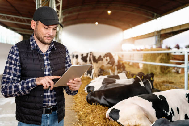 istock Man modern farmer working on his digital tablet in livestock farm. 2152005107