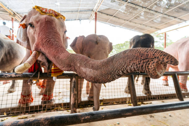 old elephant