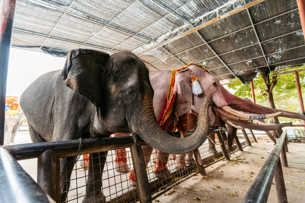 Elephants in the stable In Thailand.