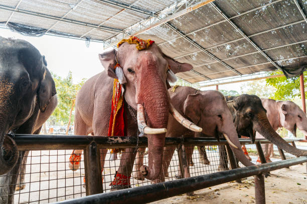 Elephants in the stable In Thailand.