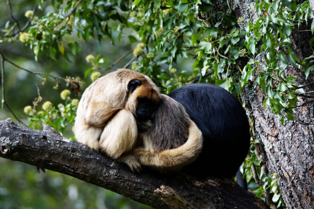 istock Black Howler Monkey (Alouatta caraya) family resting on a tree branch 2152006052