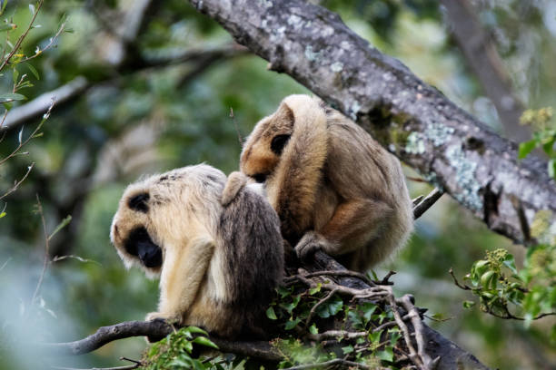istock Black Howler Monkey (Alouatta caraya) family resting on a tree branch 2152006144