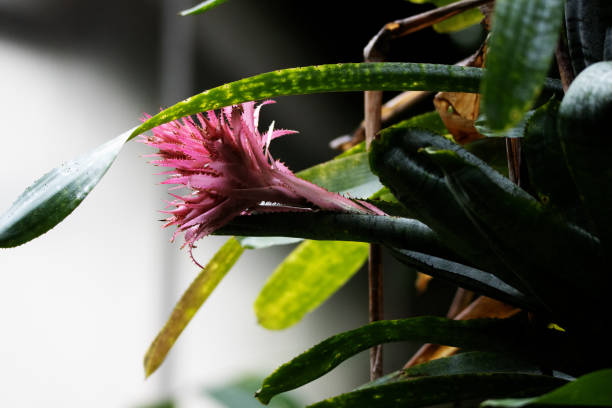 istock bromeliad flower isolated on a natural green background 2152006229