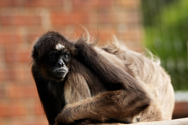 View of Two Monkeys Watching Visitors  through their window in Sasali Recreation Area Izmir