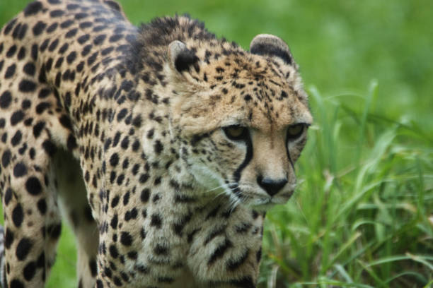 istock Cheetah (Acinonyx jubatus)  isolated on a natural green background in Devon, UK 2152006403