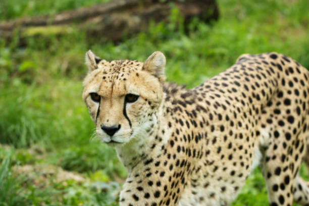 istock Cheetah (Acinonyx jubatus)  isolated on a natural green background in Devon, UK 2152006454
