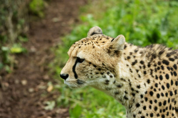 Close-up portrait of a cheetah (Acinonyx jubatus) staring at the camera, Kariega Game Reserve, South Africa. The cheetah is listed as Vulnerable by the IUCN.