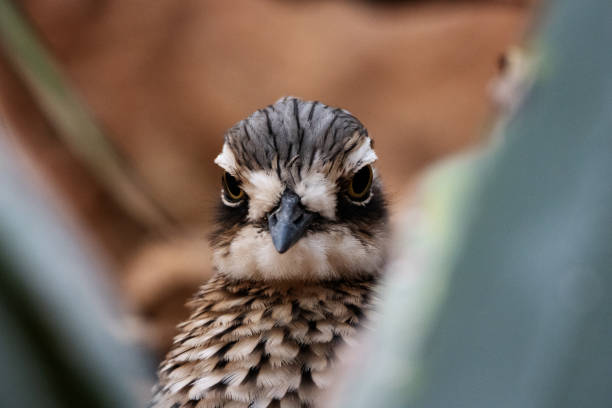 roadrunners search for food in southern Arizona