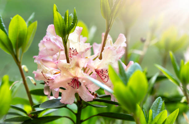 pink flowering rhododendron bush