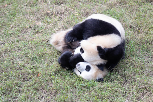 istock Close up Little Panda in Chengdu, China 2152007700