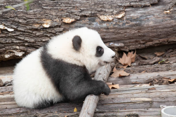 Close up Little Panda in Chengdu, China