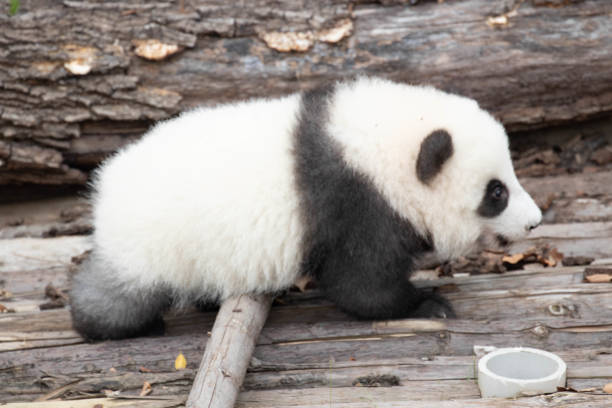 istock Close up Little Panda in Chengdu, China 2152007814
