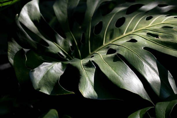 istock Close up abstract form of Green leaves for background 2152008056
