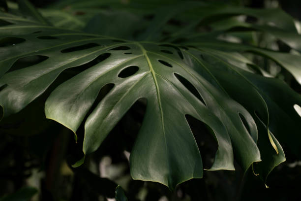 istock Close up abstract form of Green leaves for background 2152008059