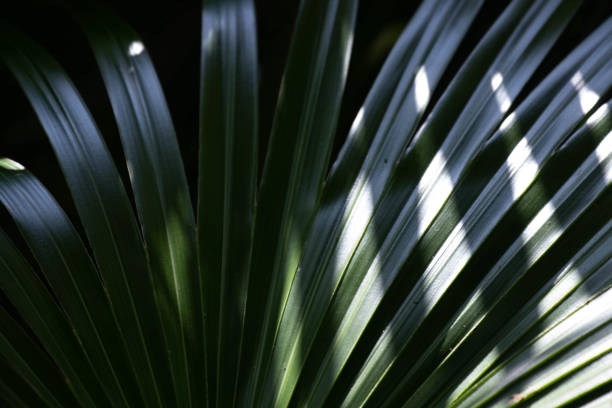 istock Close up abstract form of Green leaves for background 2152008245