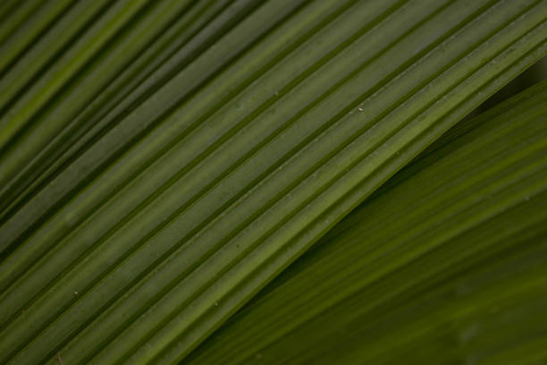 Beauty of Nature, curve of Fresh Green Leaf , showing detail on Texture and Pattern