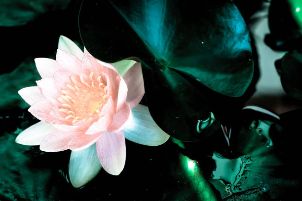istock the flower in the nature with dramatic tone 2152008637