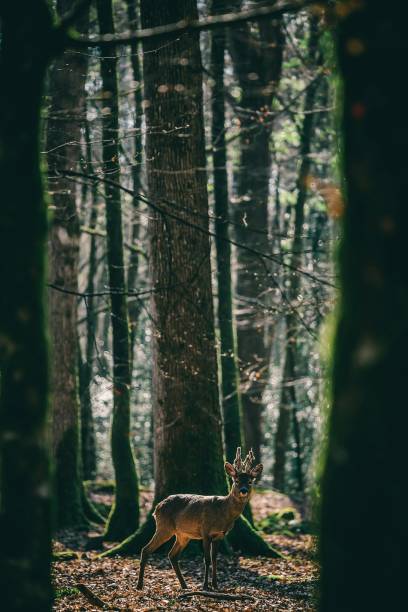 istock Deer in the middle of the forest 2152008874