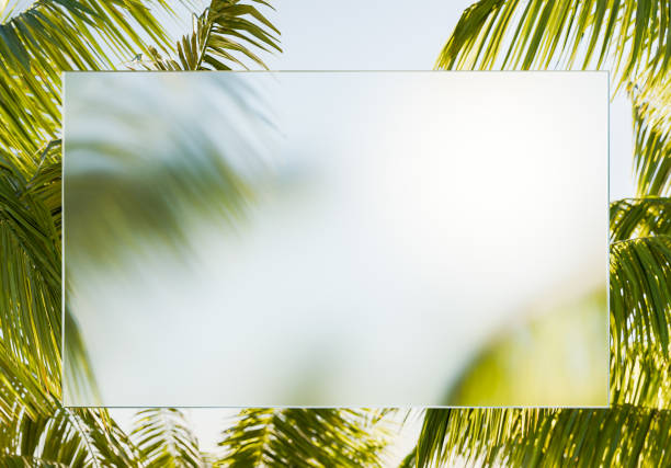 Lush green palm leaves gently framing a defocused central copy space on a clear, sunny background for summer or vacation-themed designs. Tropical setting concept. 3d rendering