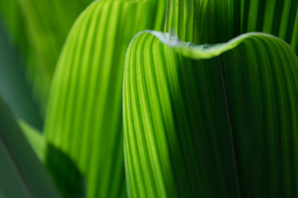 istock Close up abstract form of Green leaves for background 2152009725