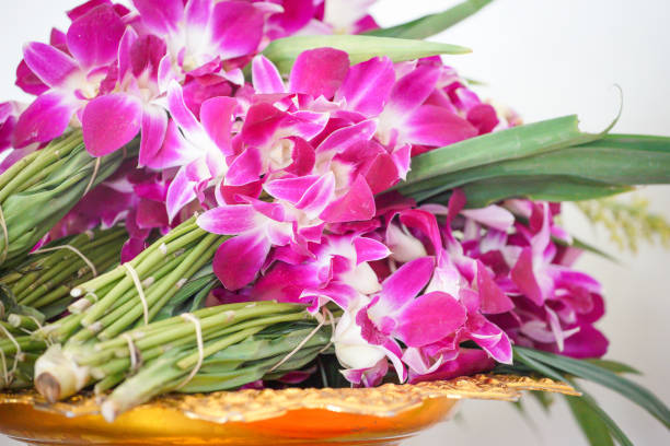 Orchids on a Sunny Spring Day
