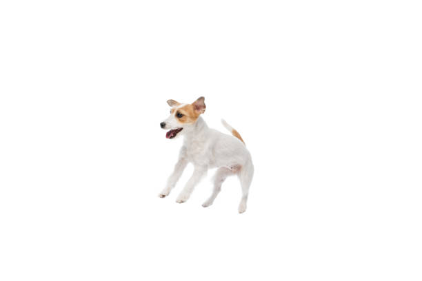 istock Active, playful dog, purebred Jack Russell Terrier in motion, jumping, playing isolated on white studio background 2152012489