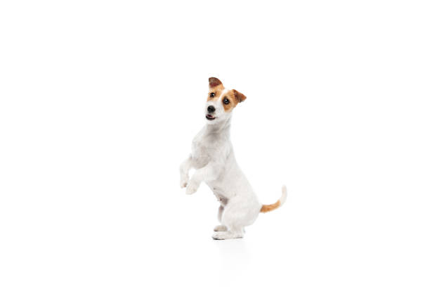 Smart dog, purebred Jack Russell Terrier standing on hind legs, following commands isolated on white studio background. Concept of domestic animal, pet, veterinary, care, companion