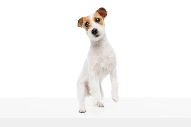 istock Active, playful dog, purebred Jack Russell Terrier in motion, jumping, playing isolated on white studio background 2152012504