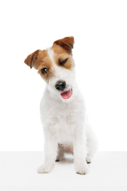 istock Adorable dog, purebred Jack Russell Terrier sitting and winking isolated on white studio background. Playful pet 2152012507