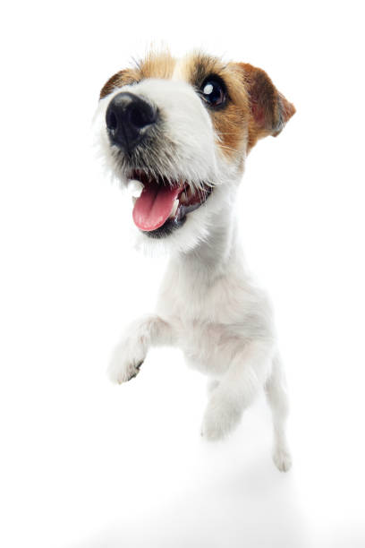 istock Close-up muzzle of adorable, beautiful purebred Jack Russell Terrier isolated on white studio background. Happy, playful pet 2152012515