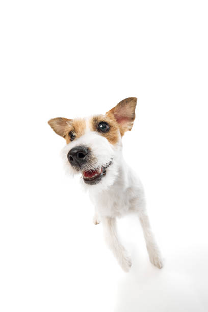 istock Active, happy dog, purebred Jack Russell Terrier in motion, jumping, playing isolated on white studio background 2152012519