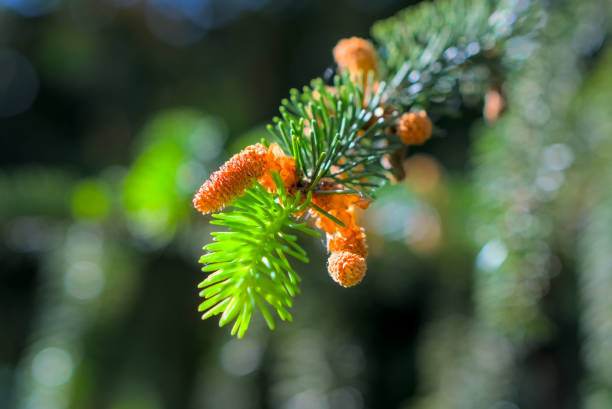 Young pine shoots and small cones horizontal shot, blurred background