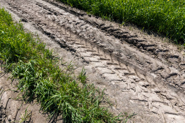 istock sandy country road in a field with green plants 2152016673