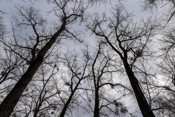 istock maple trees without foliage in the winter season in the forest 2152016708