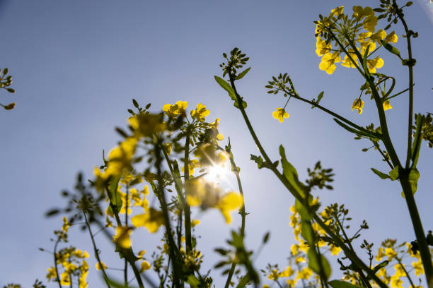 istock flowering rapeseed on a blue sky background 2152016983