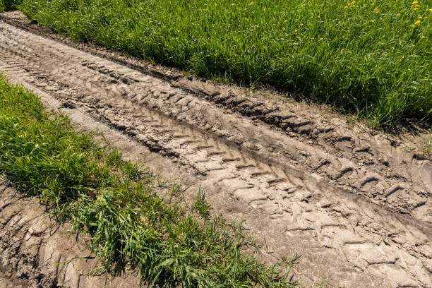 istock sandy country road in a field with green plants 2152016997