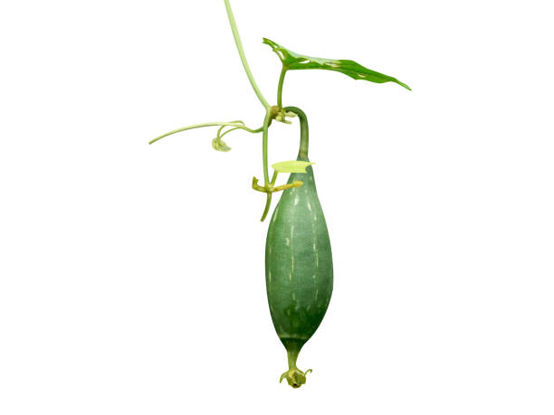 Luffa aegyptiaca shoots, flowers and leaves are cooked and seeds can be roasted for consumption.