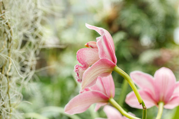 Pink phalaenopsis orchid flower   Selective soft focus. Minimalist evening still life. Light and shadow nature vertical copy space background.