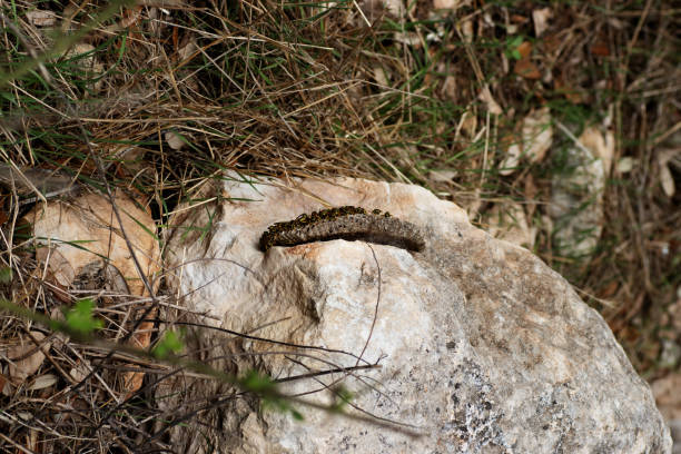 live wasp nest on a grey rock with wasps