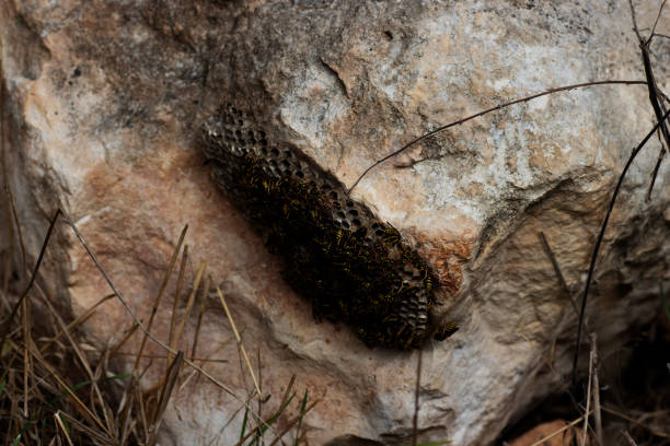 live wasp nest on a grey rock with wasps